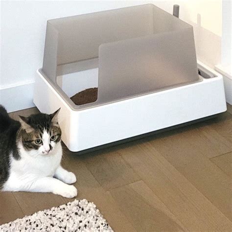 6 Best Cat Litter for Odor Control in 2024 – tuft + paw.